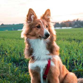 HumbleDot dog avatar — natural flea and tick protection research