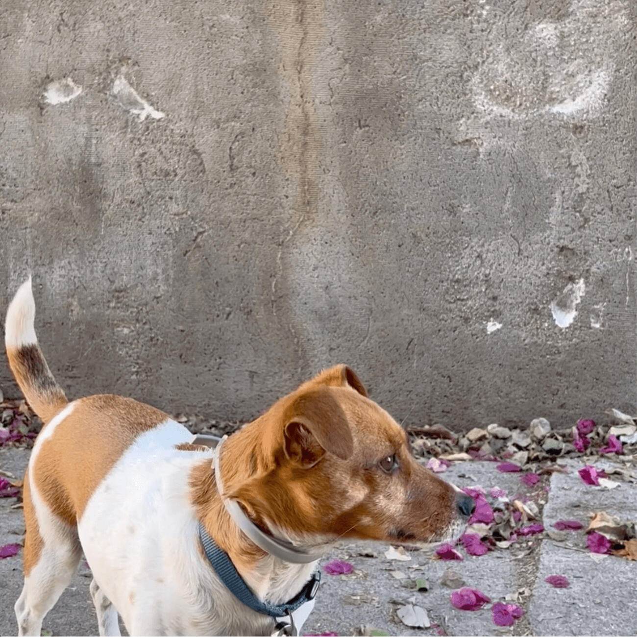Why Choose the DEWEL Flea & Tick Collar for Dogs? DEWEL Natural Flea and Tick Collar for Dogs — (8-Month Protection)